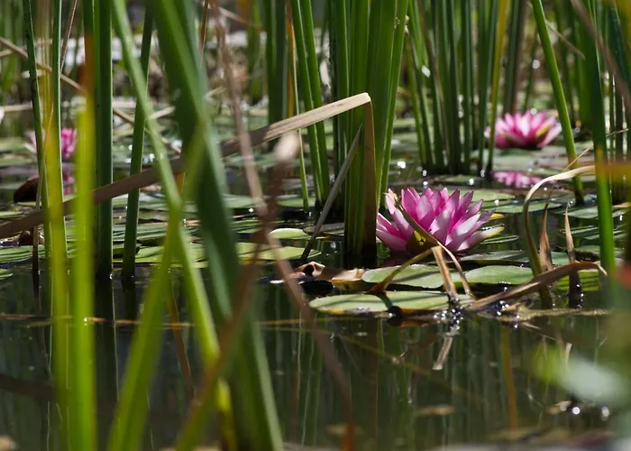 Bio Mani Sonnenlink Hotel